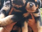 Rottweiler Puppies