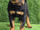 Rottweiler Puppies