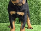 Rottweiler Puppies