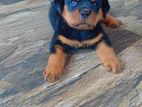 Rottweiler Puppy