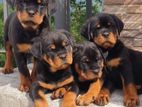 Rottweiler Puppies