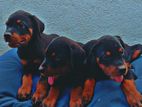 Rottweiler Puppies