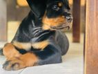 Rottweiler puppies