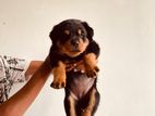 Rottweiler Puppies