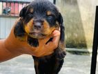 Rottweiler Puppies