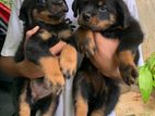 Rottweiler Puppies