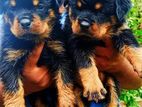 Rottweiler Puppies