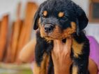 Rottweiler Puppies