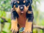 Rottweiler Puppies