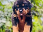 Rottweiler Puppies