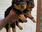 Rottweiler Puppies