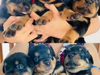 Rottweiler Puppies