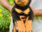 Rottweiler Puppies