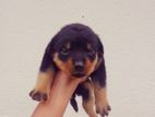 Rottweiler Puppies