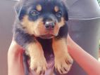 Rottweiler Puppies