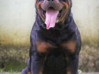 Rottweiler Puppies