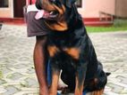 Rottweiler Puppies