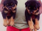 Rottweiler Puppies