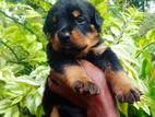 Rottweiler Puppies