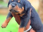 Rottweiler Puppies