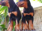 Rottweiler Puppies