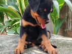 Rottweiler Puppies