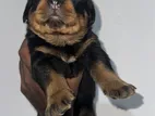 Rottweiler Puppies