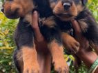 Rottweiler Puppies