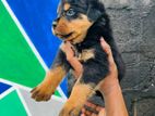 Rottweiler Puppies