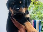 Rottweiler Puppies