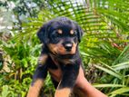 Rottweiler Puppies