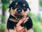 Rottweiler Puppies