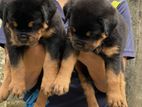 Rottweiler Puppies