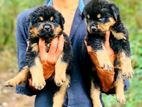Rottweiler Puppies