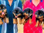 ROTTWEILER PUPPIES