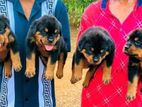 Rottweiler Puppies
