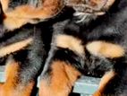 Rottweiler puppies