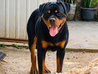 Rottweiler Puppies