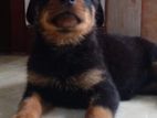 Rottweiler Puppies