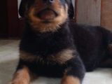 Rottweiler Puppies