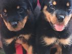 Rottweiler Puppies