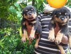 Rottweiler Puppies