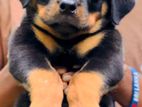 Rottweiler Puppies