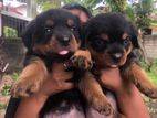 Rottweiler Puppies