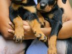 Rottweiler Puppies