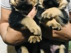 Rottweiler Puppies