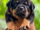 Rottweiler Puppies