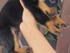 Rottweiler Puppies