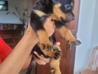 Rottweiler Puppies