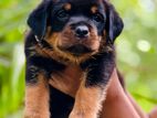 Rottweiler Puppies